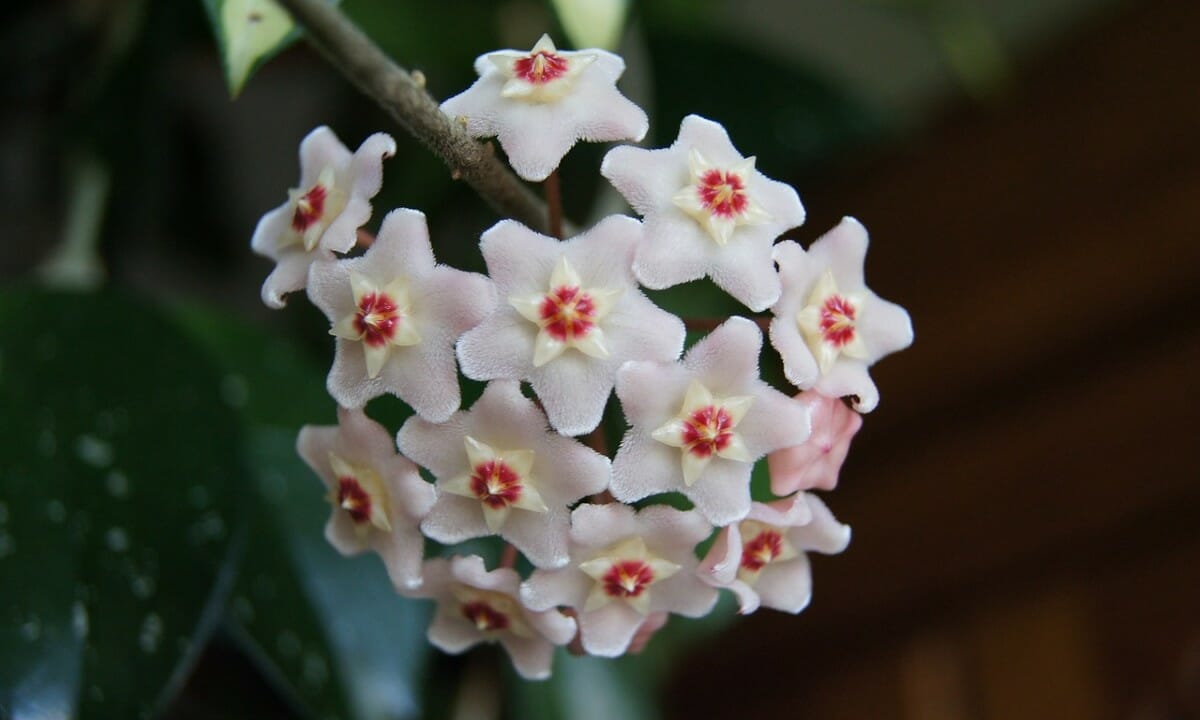 L'hoya carnosa ha fiori profumati a forma di stella