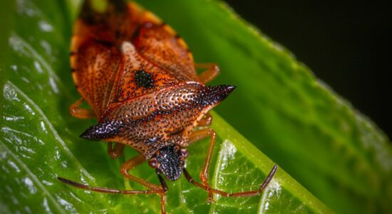L’ingrediente naturale che elimina le cimici