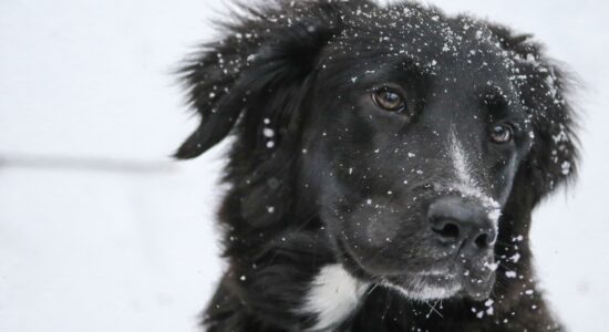 Natale a prova di cane