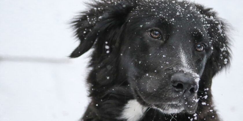 Natale a prova di cane