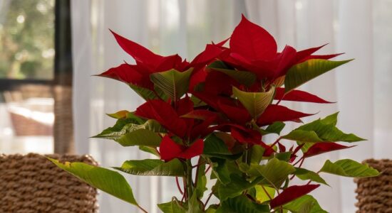 Non solo Stella di Natale-proiezionidiborsa.it