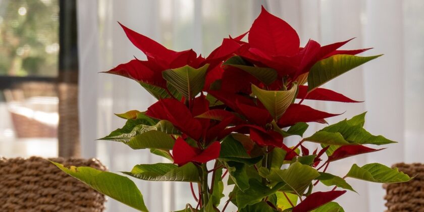 Non solo Stella di Natale-proiezionidiborsa.it