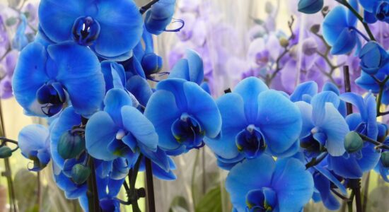 Orchidea blu sana e rigogliosa-proiezionidiborsa.it