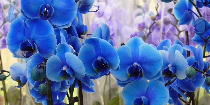 Orchidea blu sana e rigogliosa-proiezionidiborsa.it