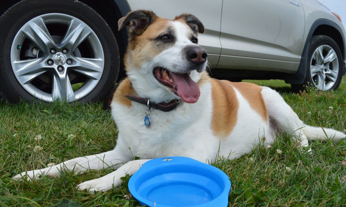 Pensare al benessere del cane o del gatto è fondamentale