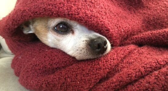 Per calmare il nostro cane durante i botti di Capodanno