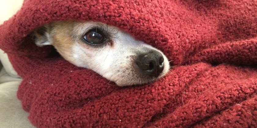 Per calmare il nostro cane durante i botti di Capodanno