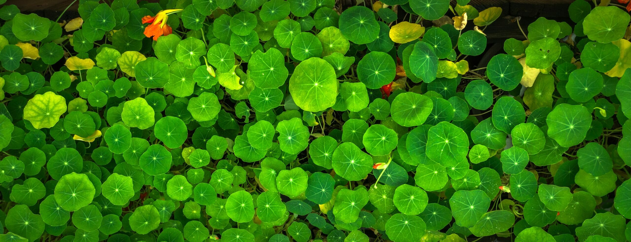 Per lenire tante sofferenze si può provare questa pianta