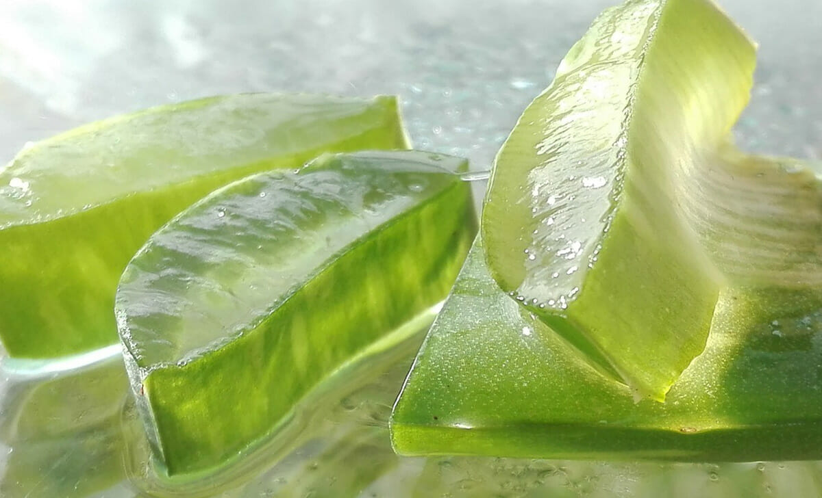 Per nutrire i capelli facciamo una maschera a base di aloe vera