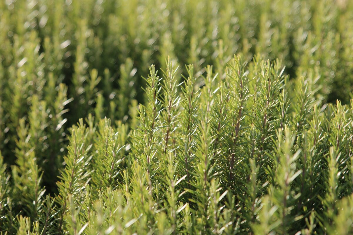 Per proteggere, invece, le piante aromatiche in terreno, come ad esempio il rosmarino o il timo, bisognerà sfruttare l’efficacia della pacciamatura.