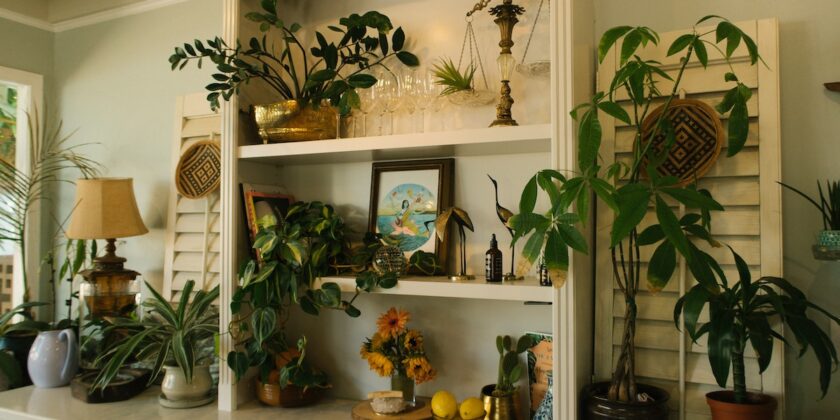 Piante d'appartamento decorative