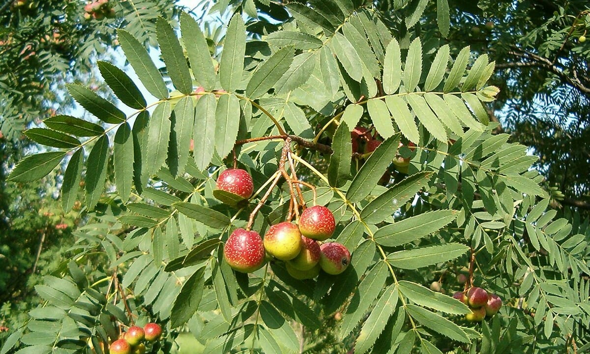 Pochi conoscono le sorbole