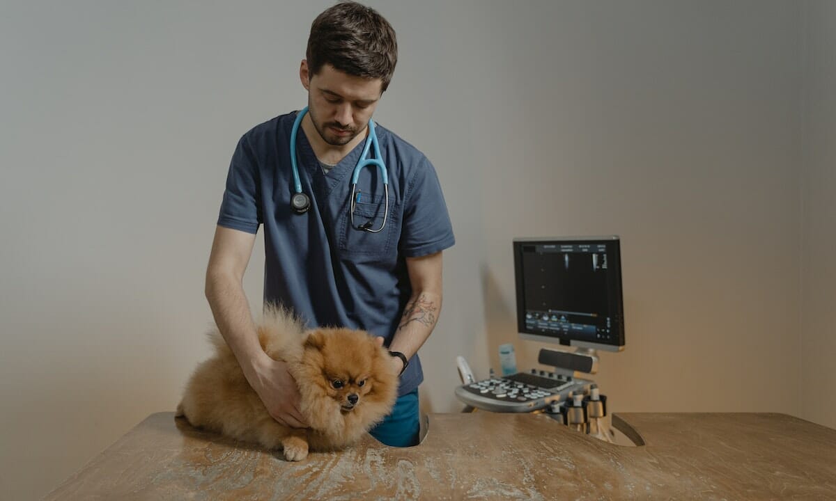 Portare immediatamente l’animale dal veterinario