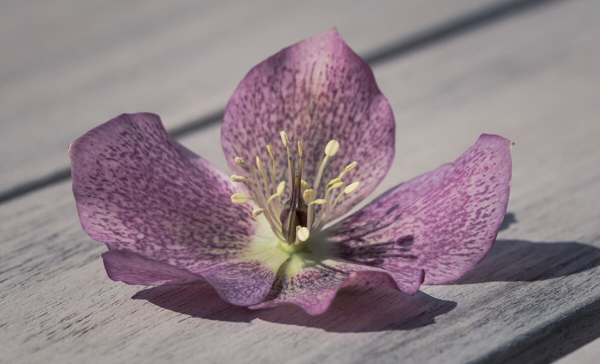 Questa pianta dal ricco fogliame e dai fiori bianchi, rosa e porpora può stare benissimo all’aperto