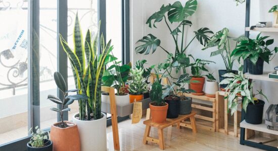 Resistentissima pianta da appartamento e balcone-proiezionidiborsa.it