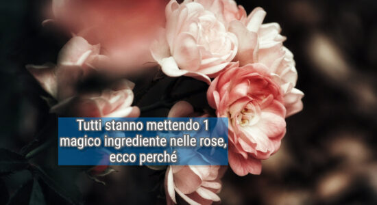 Rose, tutti stanno mettendo 1 cubetto di questo ingrediente