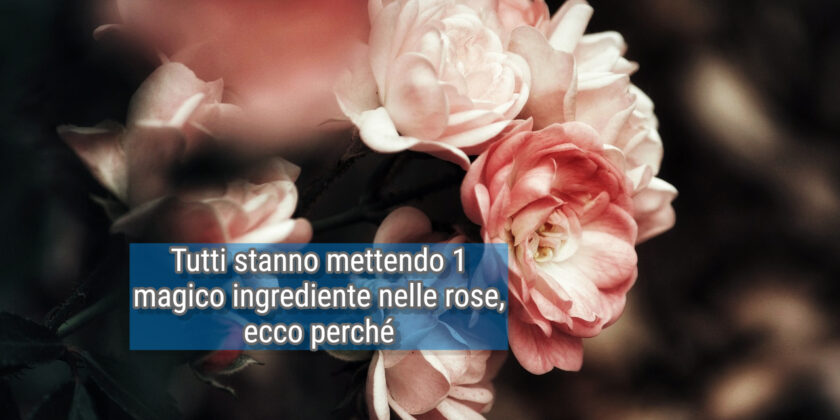 Rose, tutti stanno mettendo 1 cubetto di questo ingrediente