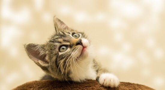Se il nostro gatto ha la pancia molle va tutto bene-proiezionidiborsa.it