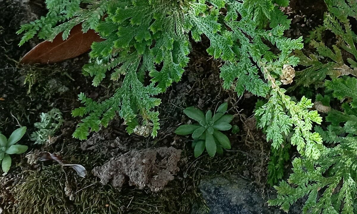 Selaginella perfetta per la coltivazione in terra e in vaso.1