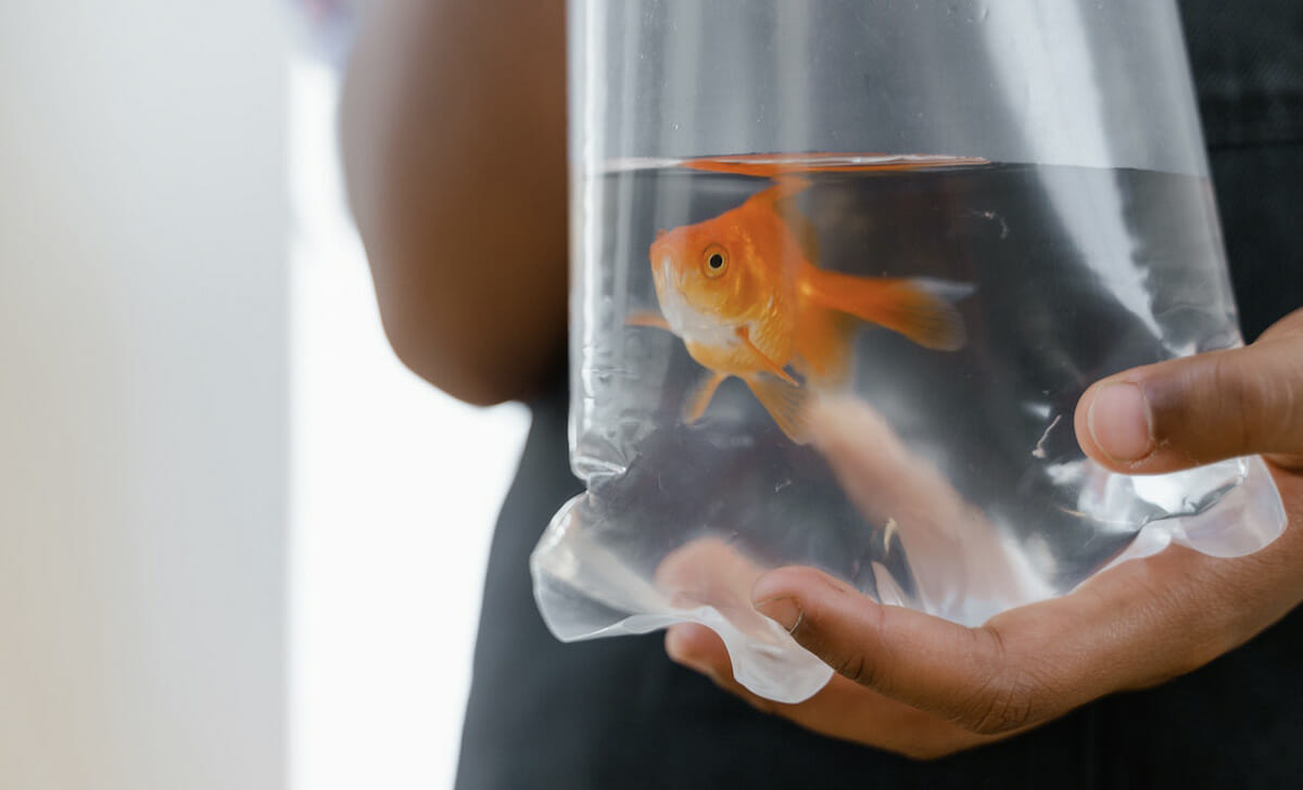 Spesso il pesce rosso viene acquistato alle fiere di paese