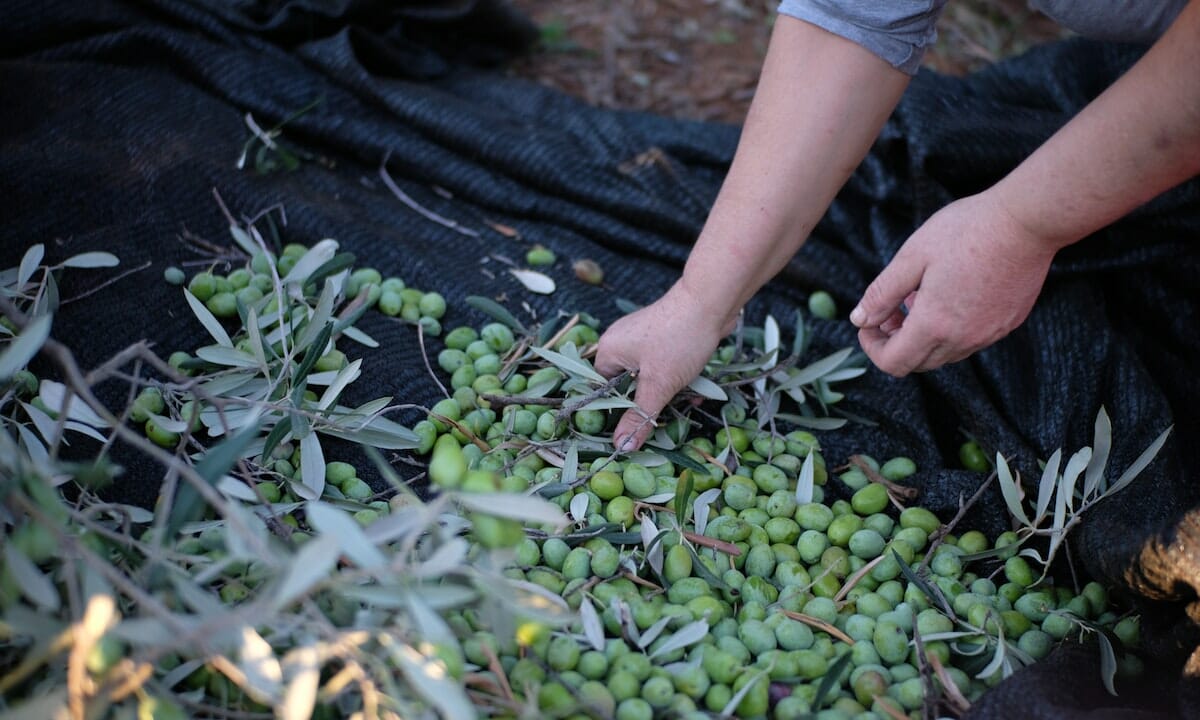 Strumenti per la raccolta delle olive