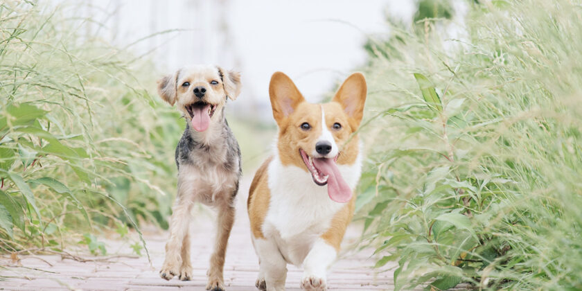 Svelate le razze di cani più socievoli