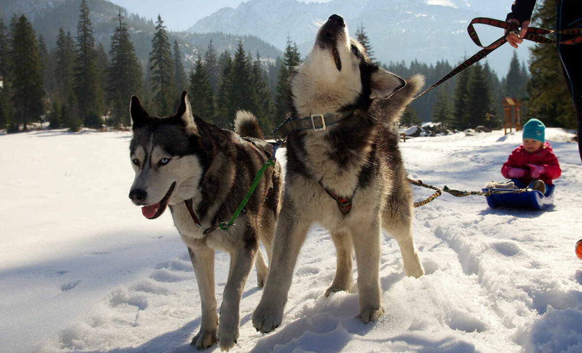 Tra le tante attività potremmo andare sullo slittino trainato dagli Husky