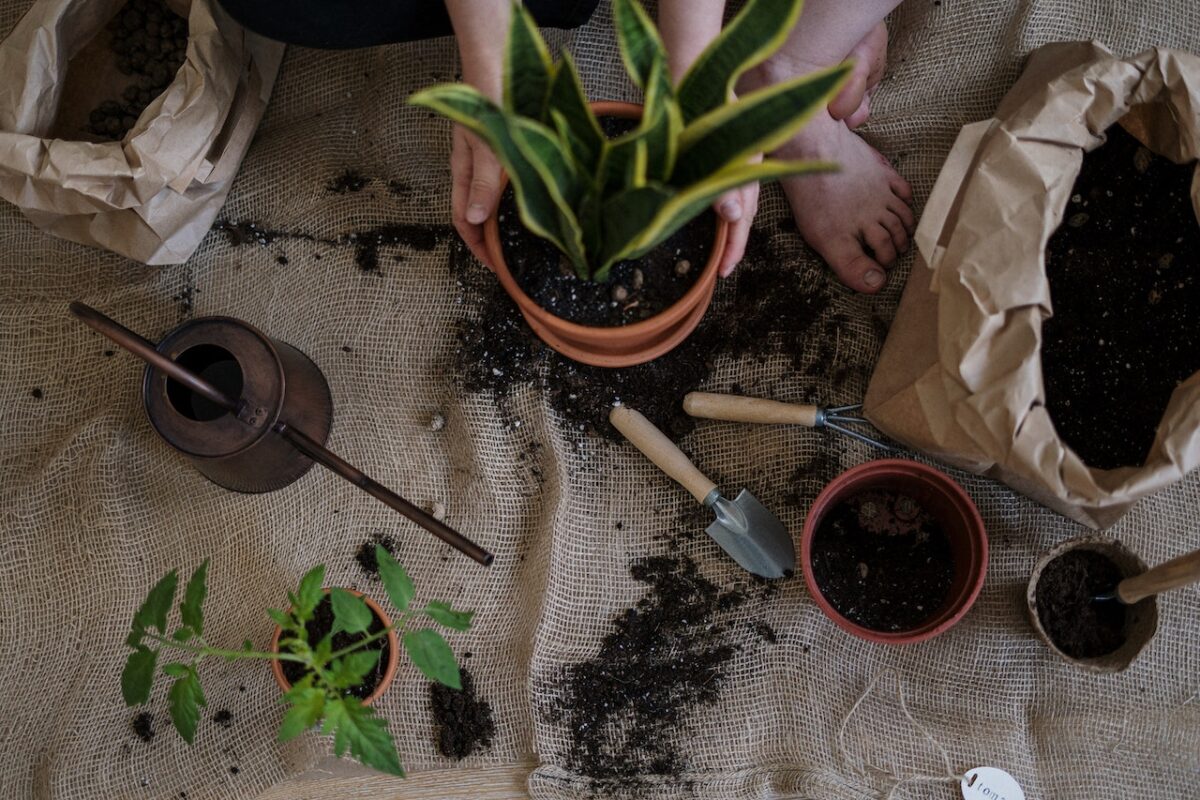 Un set per piante è l'idea perfetta per chi ama il giardinaggio-proiezionidiborsa.it