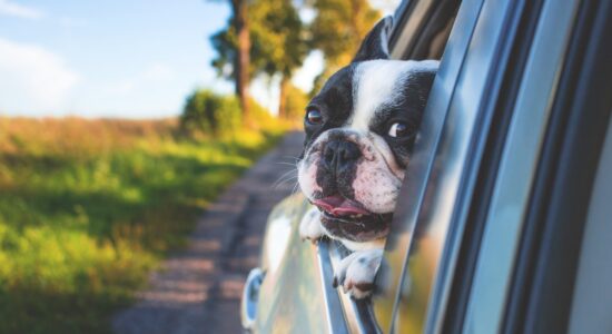 Viaggiare con un cane o un gatto in auto