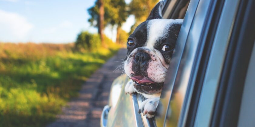 Viaggiare con un cane o un gatto in auto