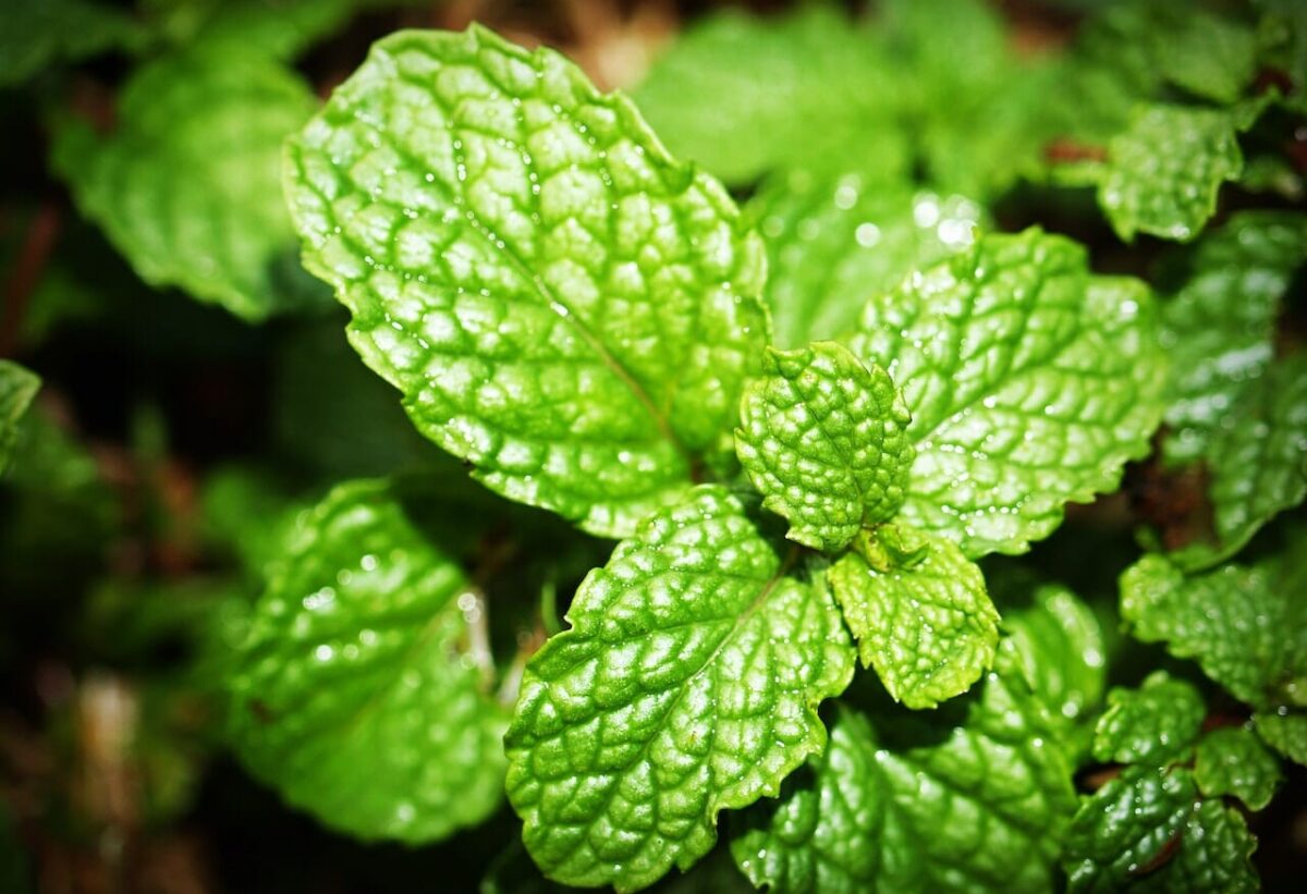 Aggiungiamo della menta