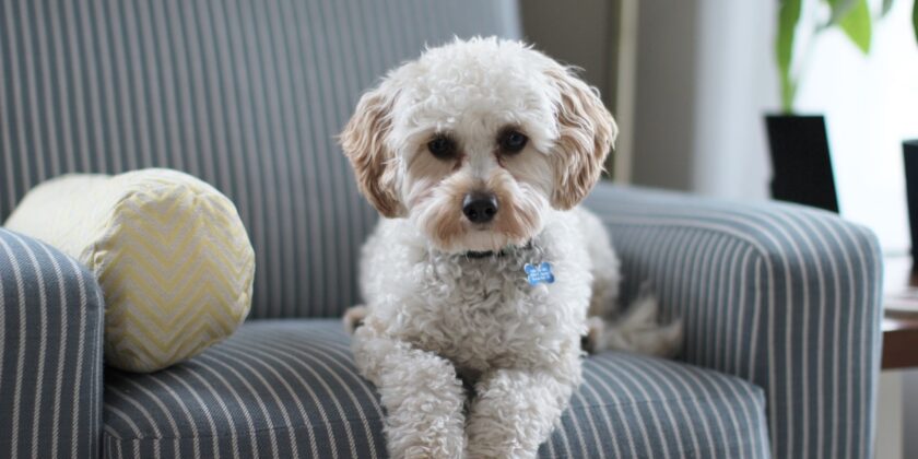Attenzione se il cane non riesce a stare seduto