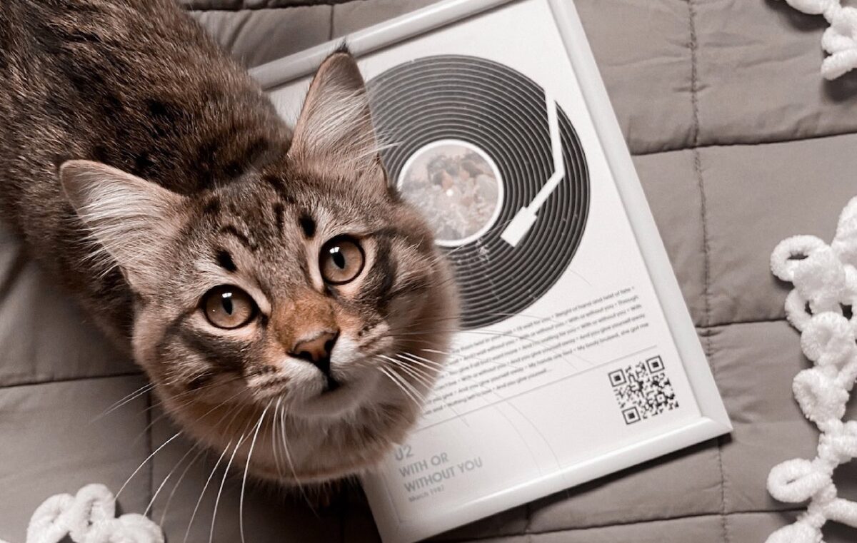 Attirare l'attenzione del gatto