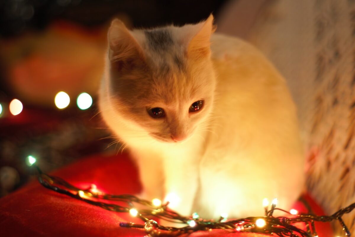 Calmiamo il nostro amico