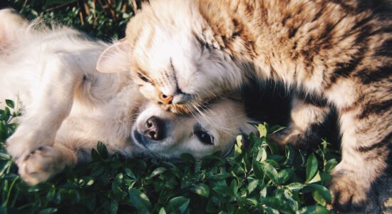cane e gatto