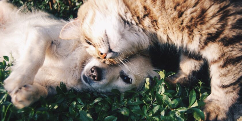 cane e gatto