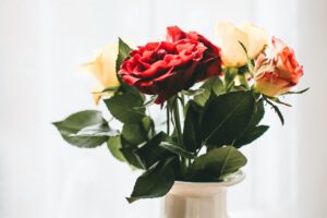 Coltivare le rose per fioriture bellissime in primavera
