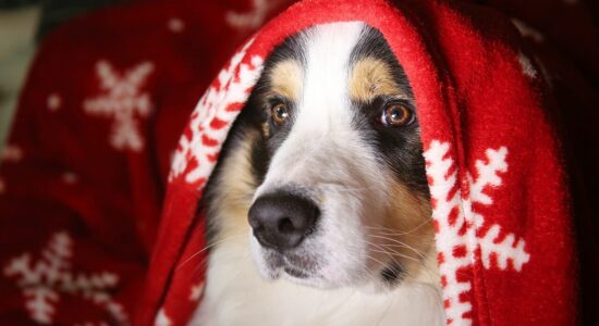 Come capire se il cane ha mangiato la Stella di Natale