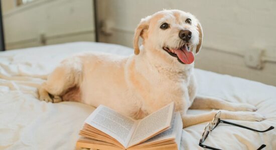 Come capire se il nostro cane ha la coda rotta visto che capita molto più spesso