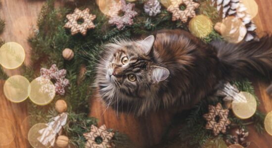 Come proteggere i nostri animali