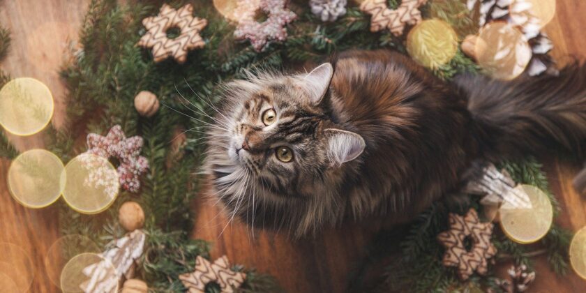 Come proteggere i nostri animali