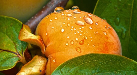 cosa fare con i cachi troppo maturi