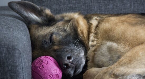 cosa sognano i cani