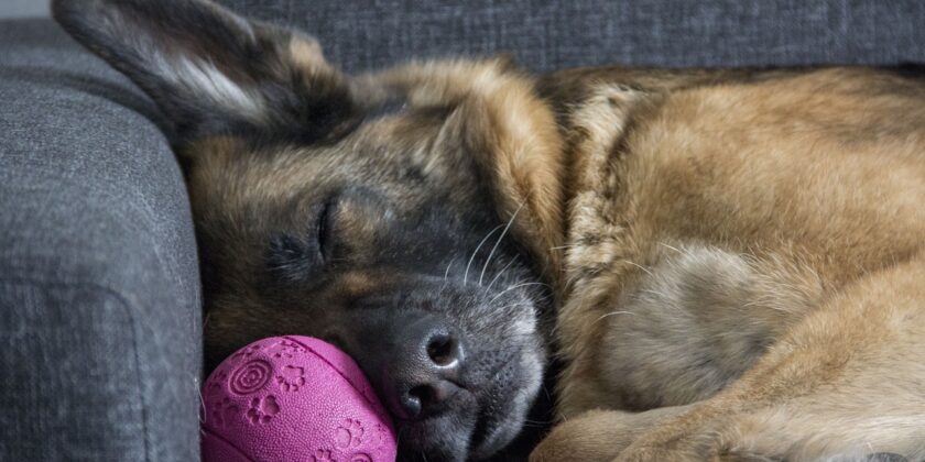 cosa sognano i cani
