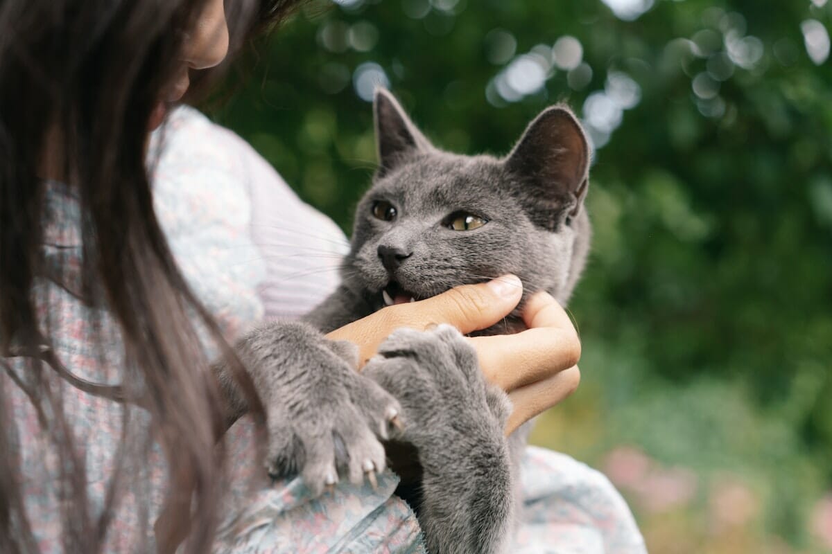 È importante stimolare il gatto