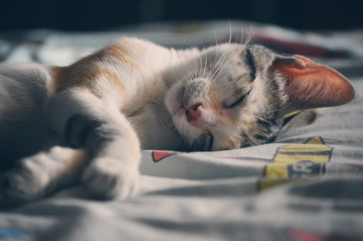 Ecco perché il gatto dorme di giorno ed è attivo di notte