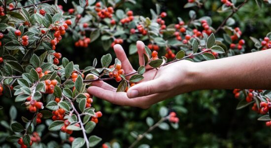 Ecco una pianta resistente d’inverno