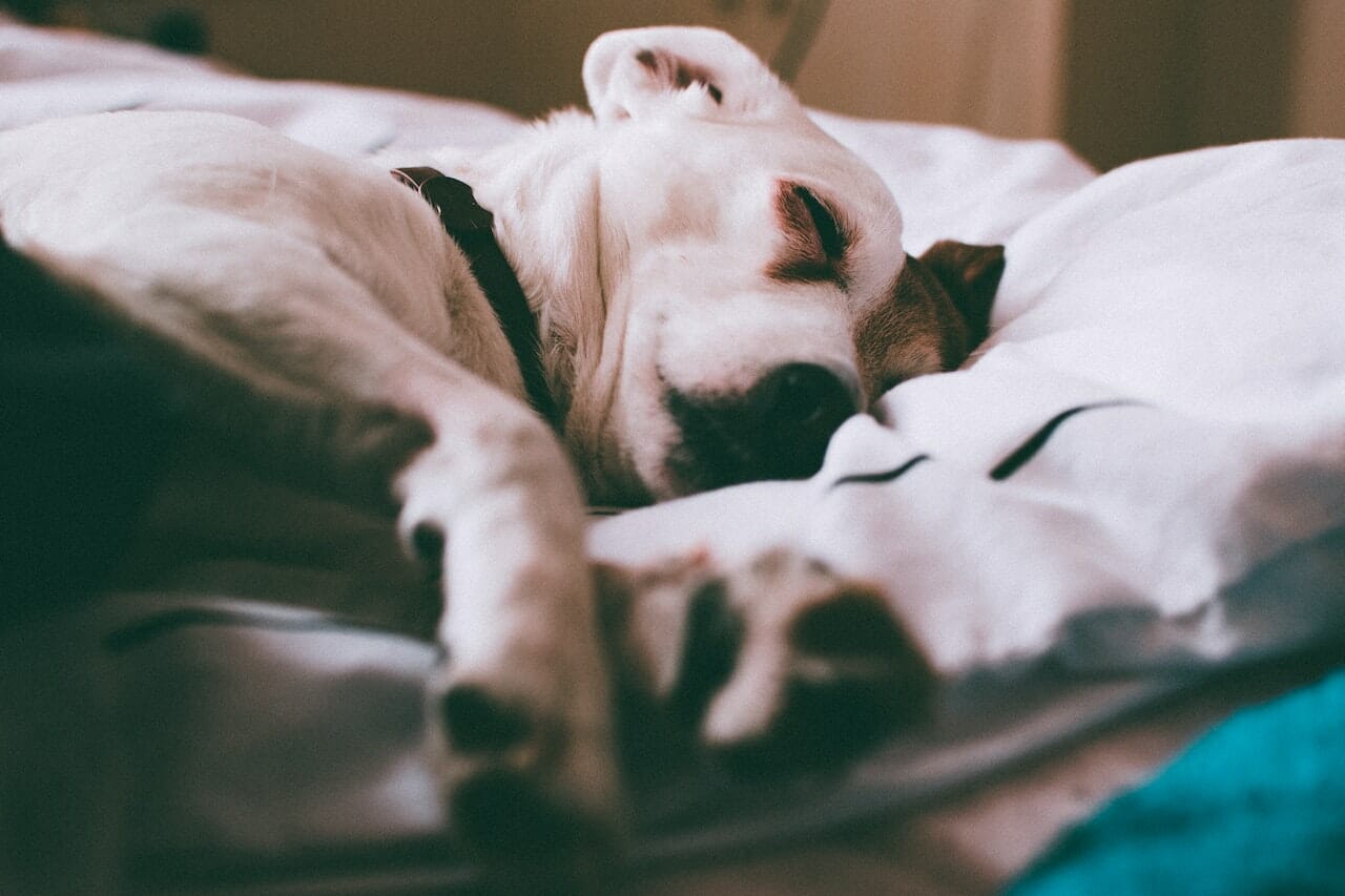 fase profonda del sonno