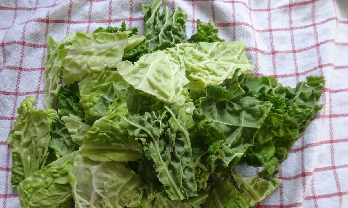 foglie di verza per fare impacchi