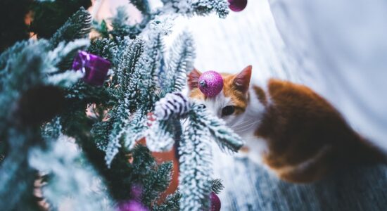 gatto e albero di Natale